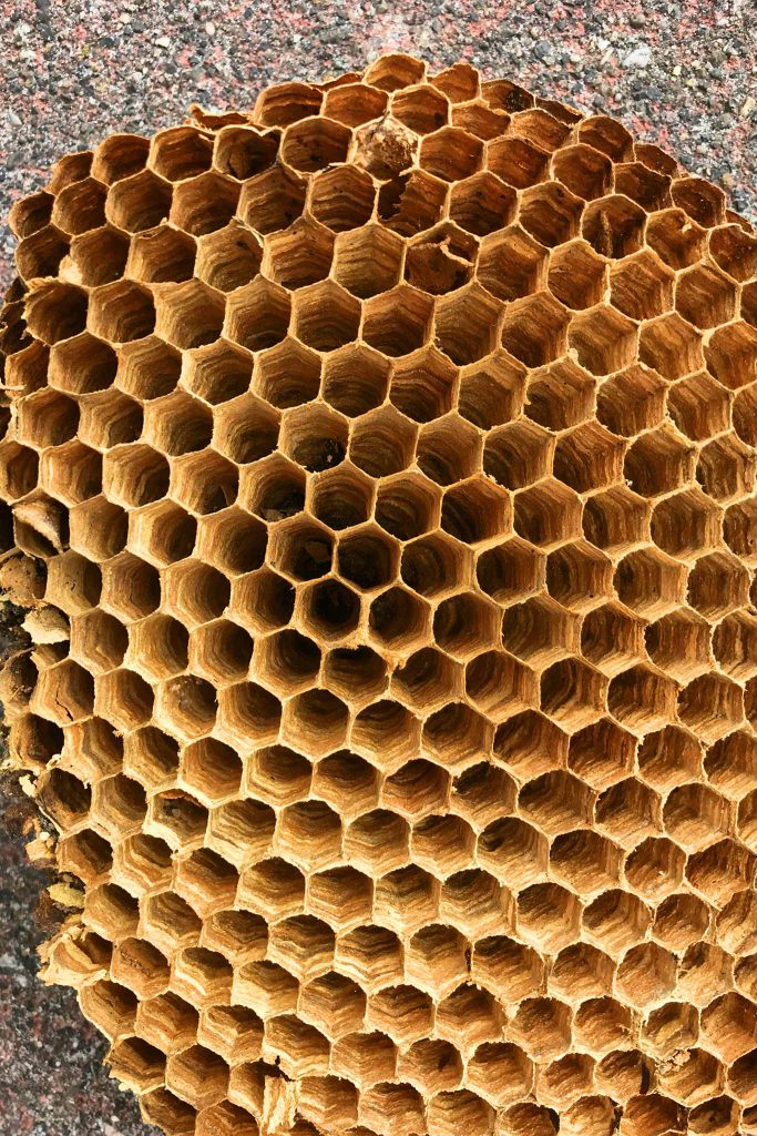 close up os a wasp comb