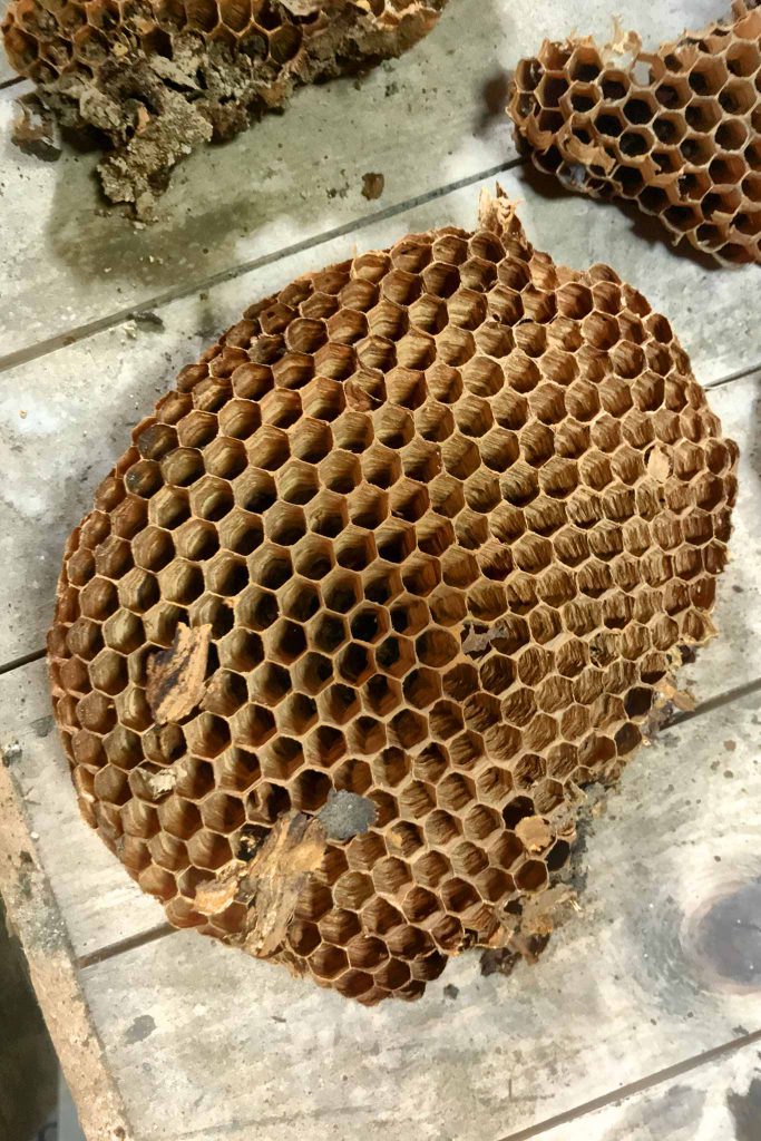 a few wasp combs