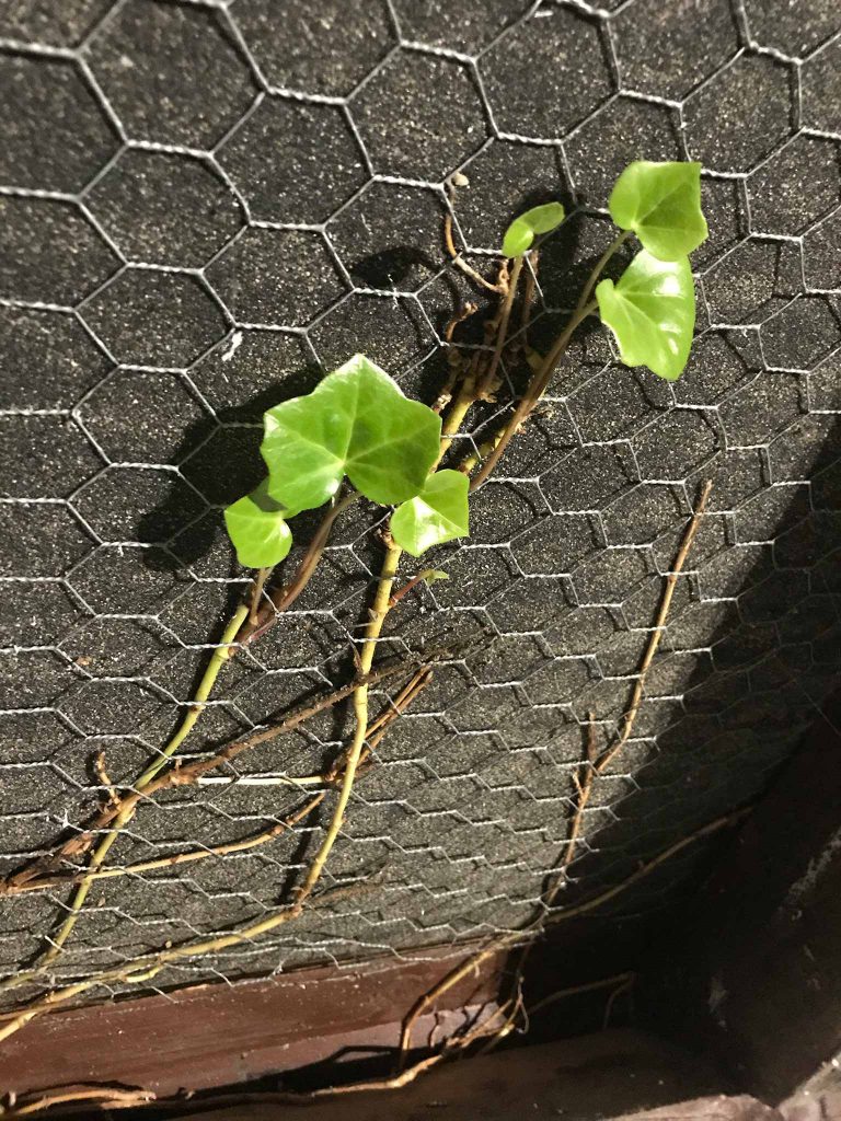 ivy inside