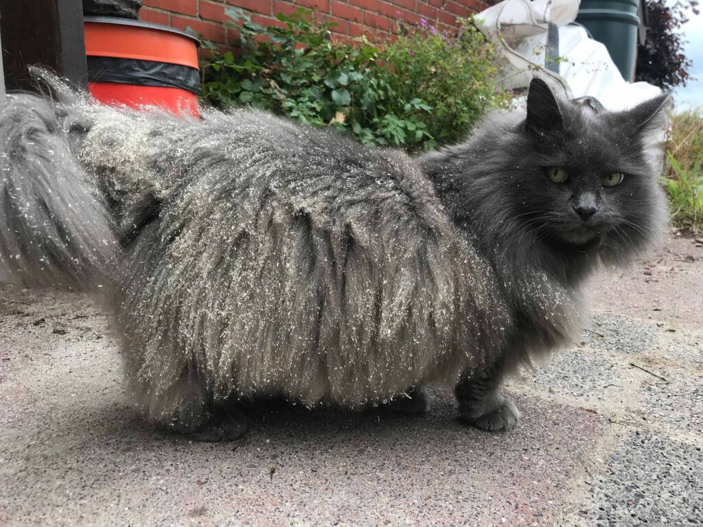 cat in saw dust