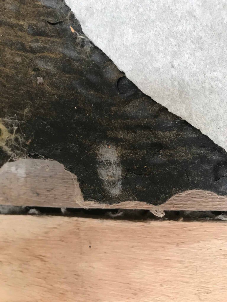 apparent face figure from cob web